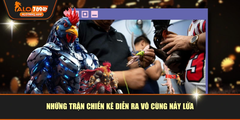 Những trận chiến kê diễn ra vô cùng nảy lửa